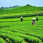 Tea plantation landscape in Phu Yen